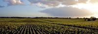 Château Pontet Canet Grand Cru Classé Pauillac